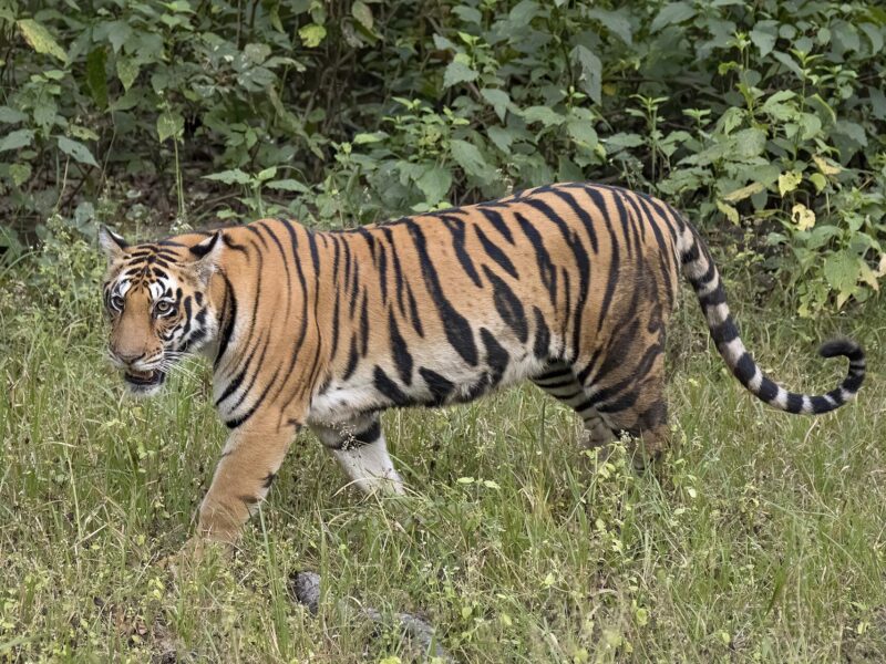 Golden Triangle with Ranthambore Tiger Safari